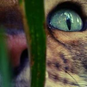 Meet your Posher, Eddie